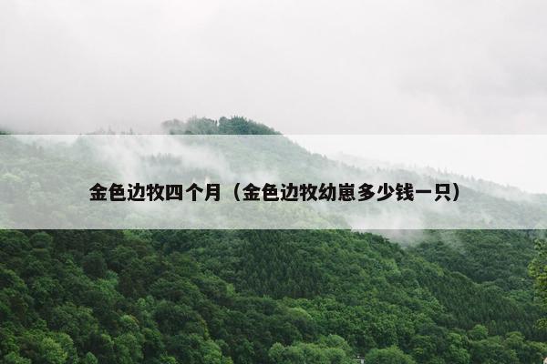 金色边牧四个月（金色边牧幼崽多少钱一只）