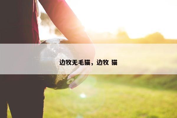 边牧无毛猫，边牧 猫