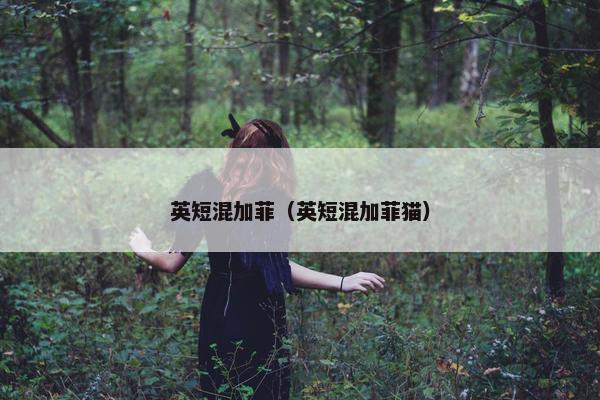 英短混加菲（英短混加菲猫）