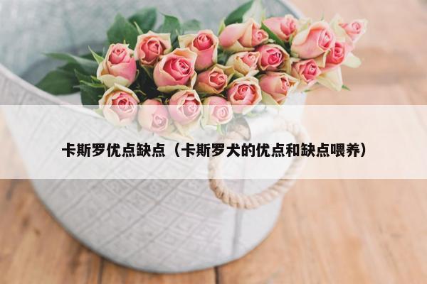 卡斯罗优点缺点（卡斯罗犬的优点和缺点喂养）