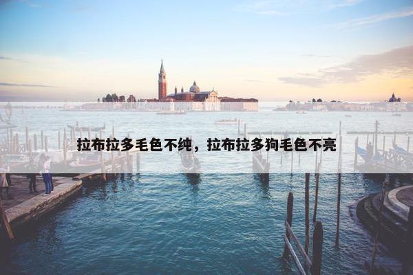 拉布拉多毛色不纯，拉布拉多狗毛色不亮