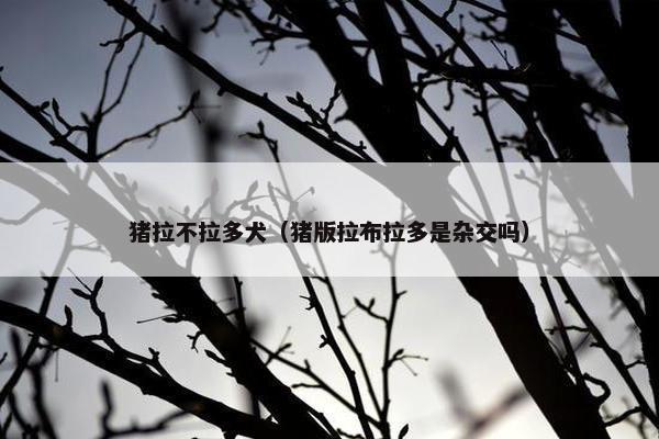 猪拉不拉多犬（猪版拉布拉多是杂交吗）