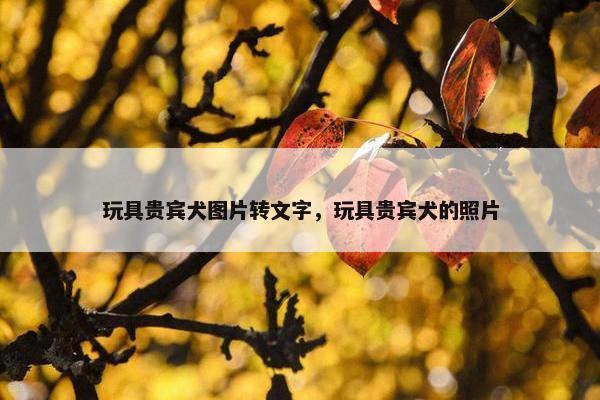 玩具贵宾犬图片转文字，玩具贵宾犬的照片