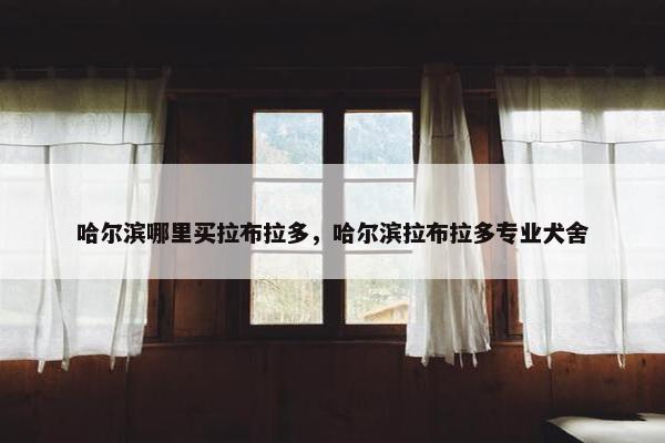 哈尔滨哪里买拉布拉多，哈尔滨拉布拉多专业犬舍