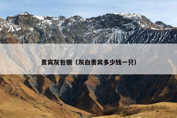贵宾灰包银（灰白贵宾多少钱一只）