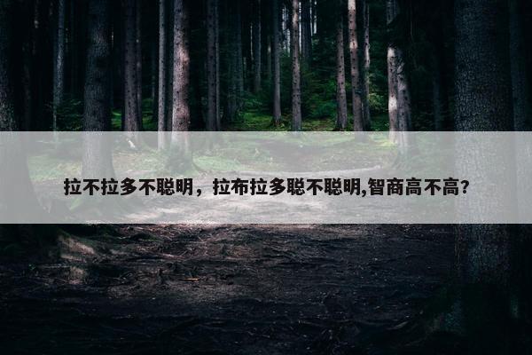 拉不拉多不聪明，拉布拉多聪不聪明,智商高不高?