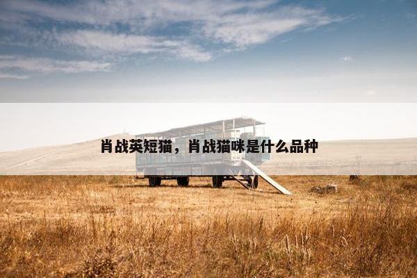 肖战英短猫，肖战猫咪是什么品种