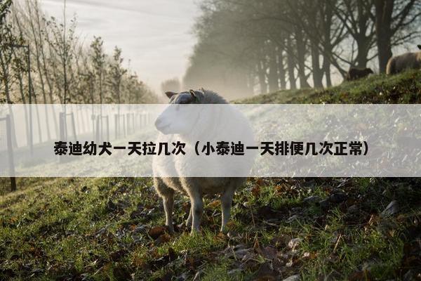 泰迪幼犬一天拉几次（小泰迪一天排便几次正常）