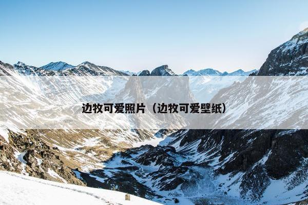边牧可爱照片（边牧可爱壁纸）
