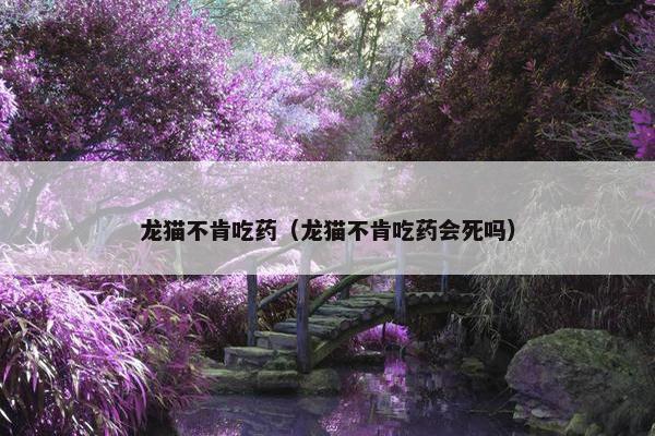 龙猫不肯吃药（龙猫不肯吃药会死吗）
