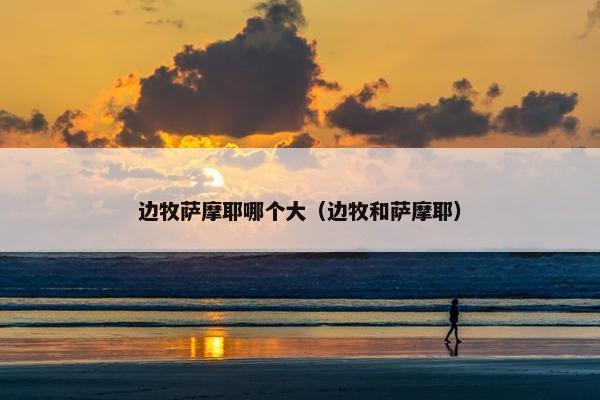 边牧萨摩耶哪个大（边牧和萨摩耶）