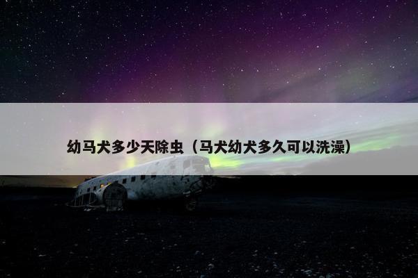 幼马犬多少天除虫（马犬幼犬多久可以洗澡）