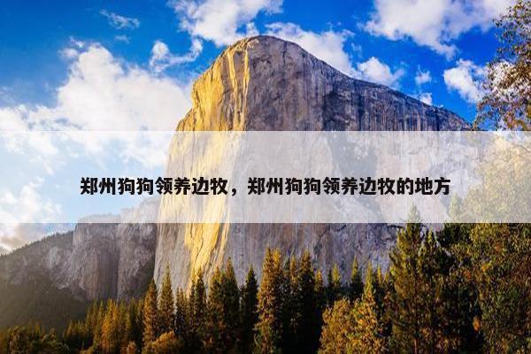 郑州狗狗领养边牧，郑州狗狗领养边牧的地方