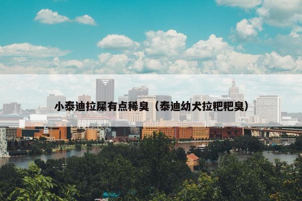小泰迪拉屎有点稀臭（泰迪幼犬拉粑粑臭）