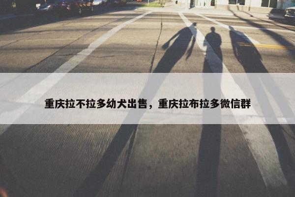 重庆拉不拉多幼犬出售，重庆拉布拉多微信群