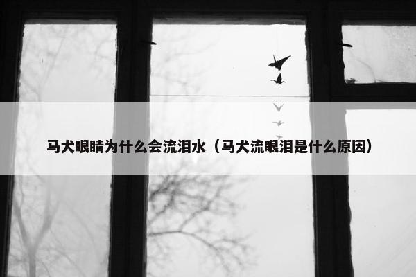 马犬眼睛为什么会流泪水（马犬流眼泪是什么原因）