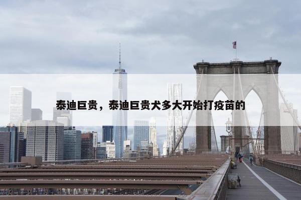 泰迪巨贵，泰迪巨贵犬多大开始打疫苗的