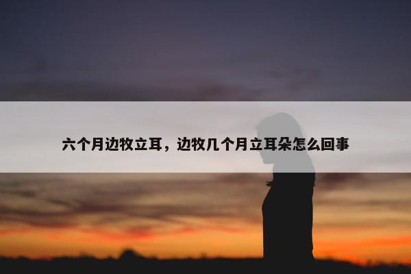 六个月边牧立耳，边牧几个月立耳朵怎么回事