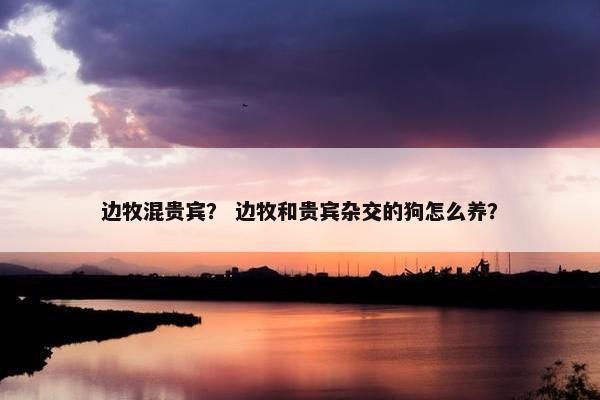 边牧混贵宾？ 边牧和贵宾杂交的狗怎么养？