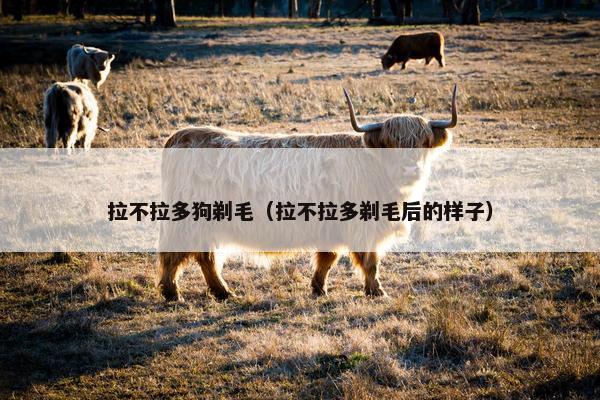 拉不拉多狗剃毛（拉不拉多剃毛后的样子）