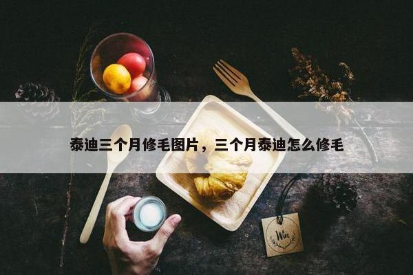 泰迪三个月修毛图片，三个月泰迪怎么修毛