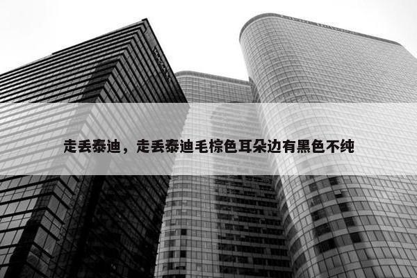 走丢泰迪，走丢泰迪毛棕色耳朵边有黑色不纯