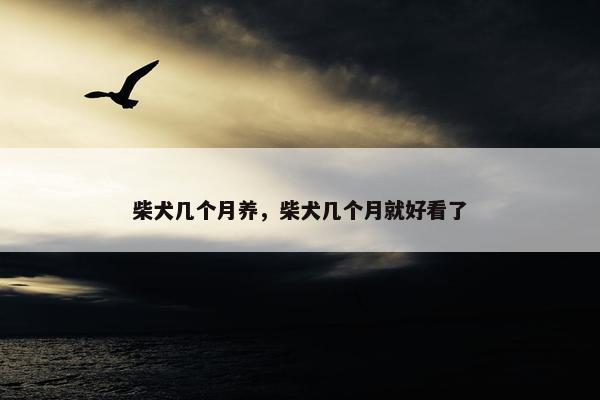 柴犬几个月养，柴犬几个月就好看了