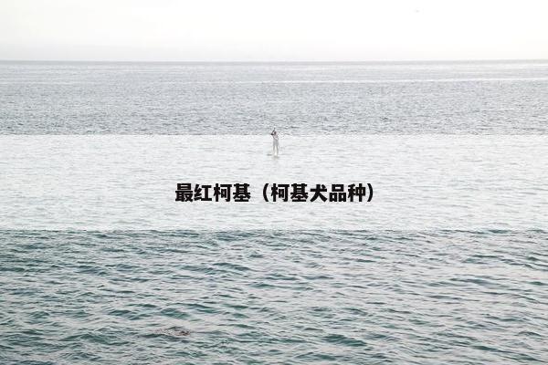 最红柯基（柯基犬品种）