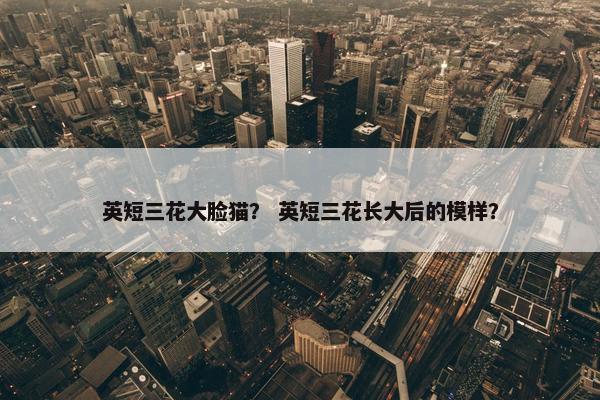 英短三花大脸猫？ 英短三花长大后的模样？