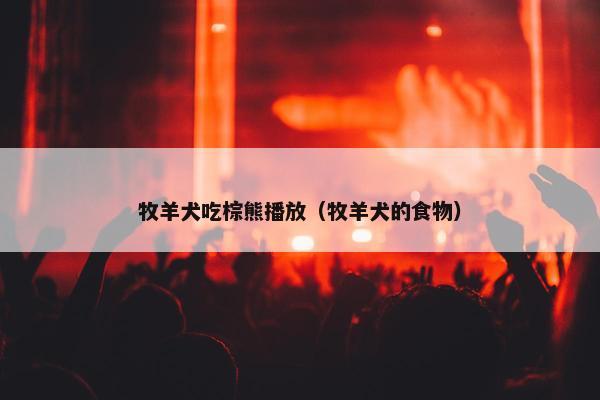 牧羊犬吃棕熊播放（牧羊犬的食物）