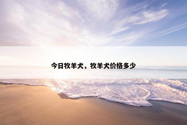 今日牧羊犬，牧羊犬价格多少