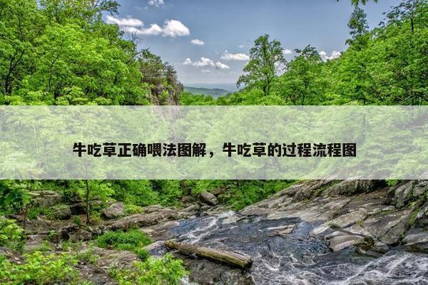 牛吃草正确喂法图解，牛吃草的过程流程图