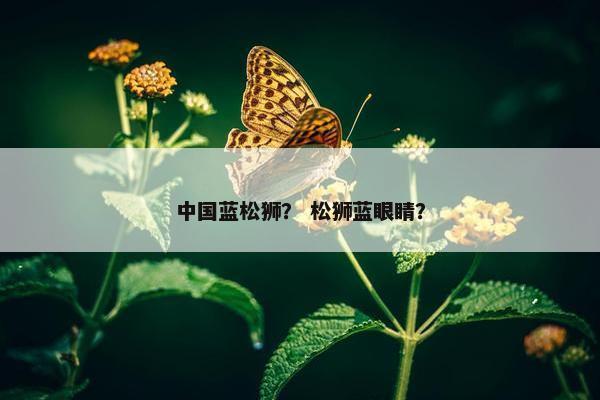 中国蓝松狮？ 松狮蓝眼睛？