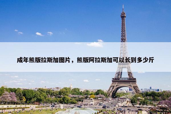 成年熊版拉斯加图片，熊版阿拉斯加可以长到多少斤