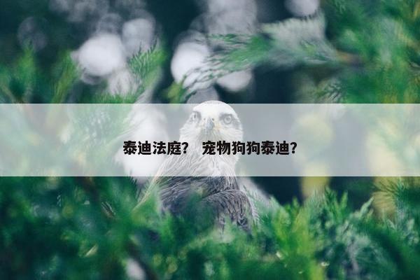 泰迪法庭？ 宠物狗狗泰迪？