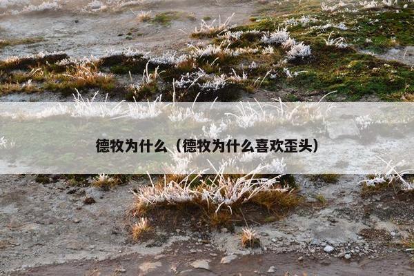 德牧为什么（德牧为什么喜欢歪头）