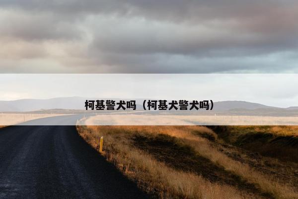 柯基警犬吗（柯基犬警犬吗）