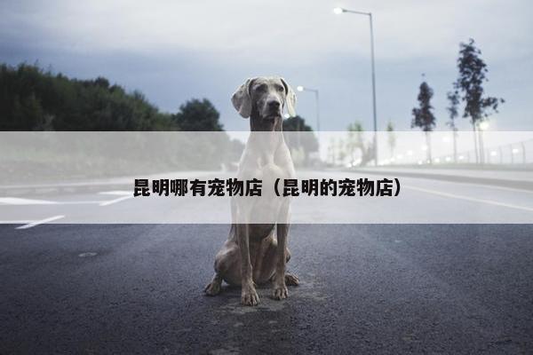 昆明哪有宠物店（昆明的宠物店）
