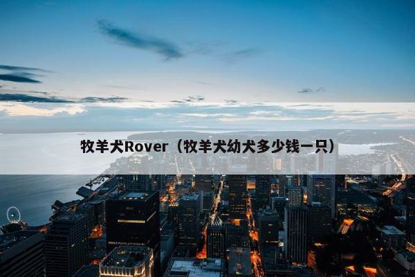 牧羊犬Rover（牧羊犬幼犬多少钱一只）