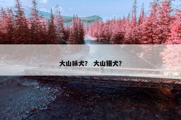 大山脉犬？ 大山猎犬？