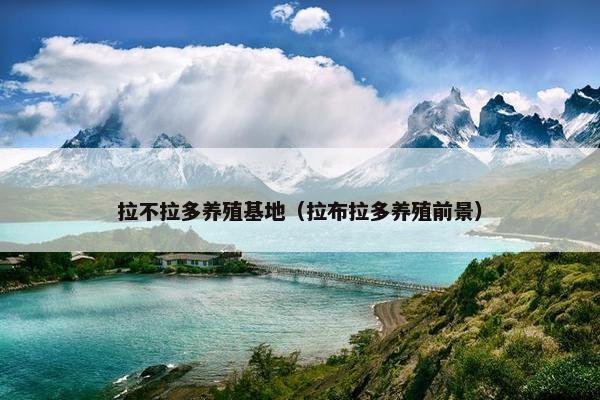 拉不拉多养殖基地（拉布拉多养殖前景）