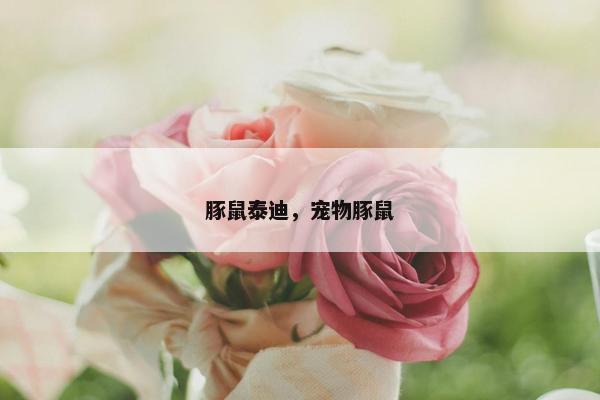 豚鼠泰迪，宠物豚鼠