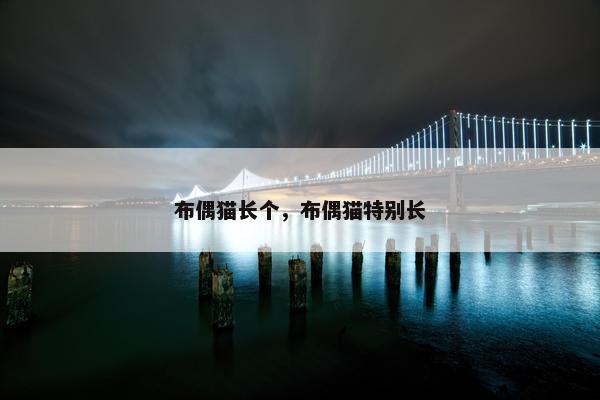 布偶猫长个，布偶猫特别长