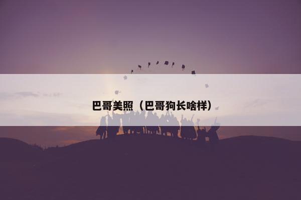 巴哥美照（巴哥狗长啥样）