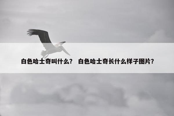 白色哈士奇叫什么？ 白色哈士奇长什么样子图片？