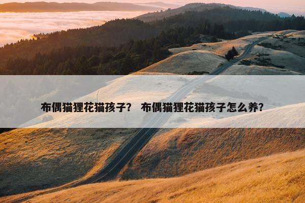 布偶猫狸花猫孩子？ 布偶猫狸花猫孩子怎么养？