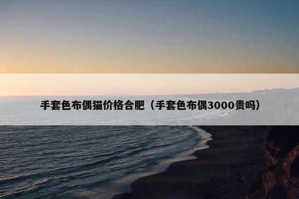 手套色布偶猫价格合肥（手套色布偶3000贵吗）
