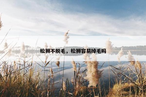 松狮不脱毛，松狮容易掉毛吗