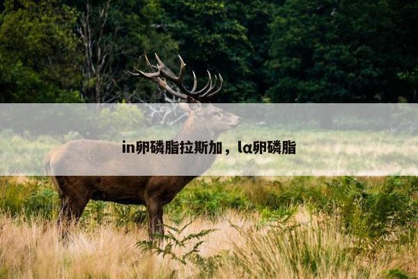 in卵磷脂拉斯加，lα卵磷脂