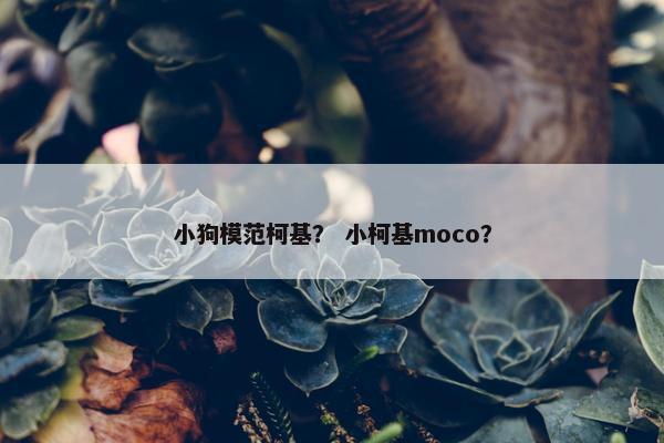 小狗模范柯基？ 小柯基moco？